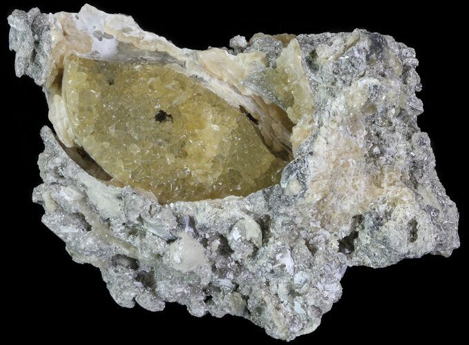 Partial Crystal Filled Fossil Whelk - Rucks Pit, FL #69074